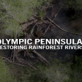 Restoring Rainforest Rivers